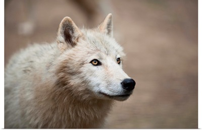 Arctic Wolf Close-up