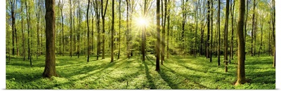 Beautiful Forest In Spring With Bright Sun Shining Through The Trees