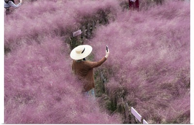 Beautiful Pink Hairawn Muhly Landscape, Republic Of Korea