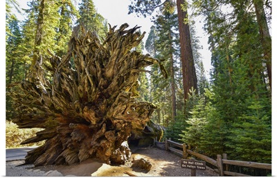 Beautiful View Of Giants Sequoias In Mariposa Grove Park, Wawona, California