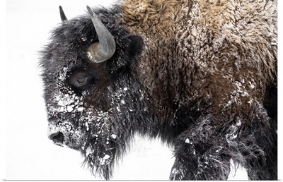 Bison Walking Out In The Snow