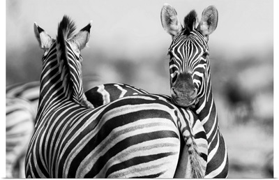 Black And White Photo of zebra herd
