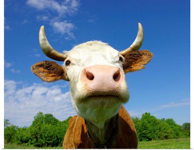 Brown Holstein cow in field