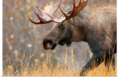 Bull Moose, Alaska