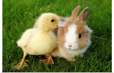 Bunny and duckling playing together