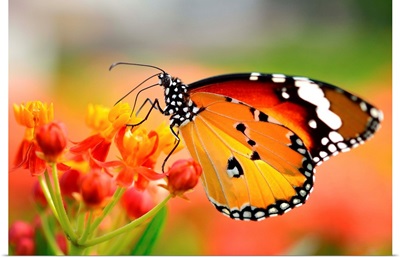 Butterfly On Orange Flower In Garden