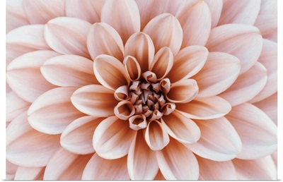 Close Up Of Flower Dahlia, Soft Focus