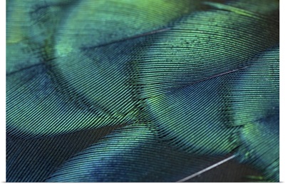 Close-Up Peacock Feathers