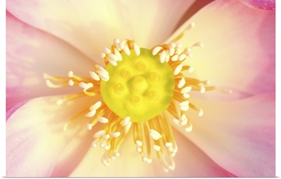 Close-Up Pollen Of Pink Lotus
