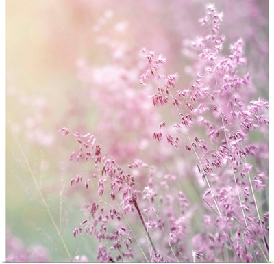 Close-up shot of lavender flowers