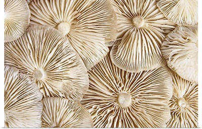 Close-Up View Of The Underside Of Pile Clitocybe Mushrooms