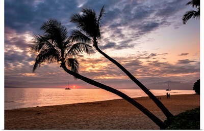 Coconut palm trees at sunset on Maui, Hawaii