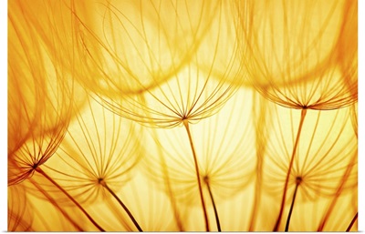 Dandelion Seed In Golden Sunlight