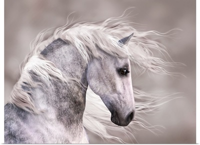 Dappled Grey Horse