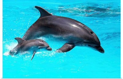 Dolphin With A Baby Breeching In The Water