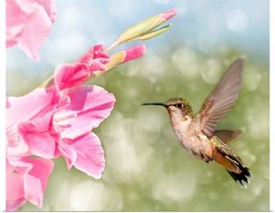 Dreamy image of a Ruby-throated Hummingbird hovering next to a pink flower