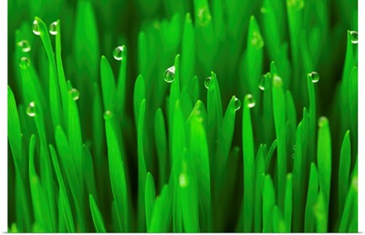 Fresh green wheat grass with dew drops