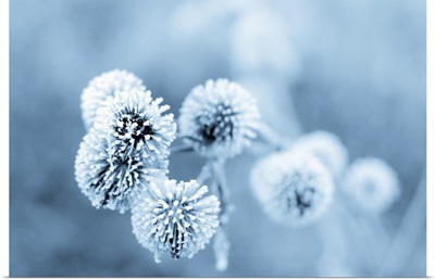 Frozen Burdock Plant