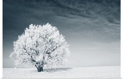 Frozen Tree On A Winter Field