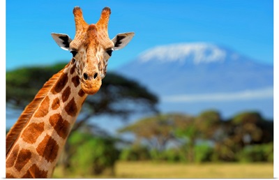 Giraffe In Front Of Kilimanjaro Mountain