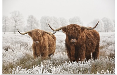 Hairy Scottish Highlanders In Winter, The Netherlands