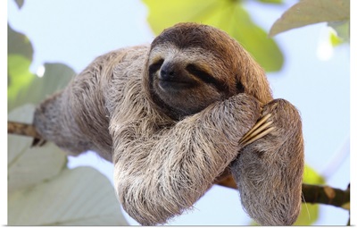 Happy Sloth Hanging On A Tree