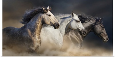 Horses Gallop In Desert Dust