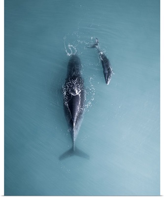 Humpback Whale And Calf Sleeping