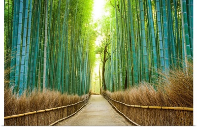 Kyoto, Japan, bamboo forest.