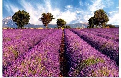 Lavender Field In Provence, France