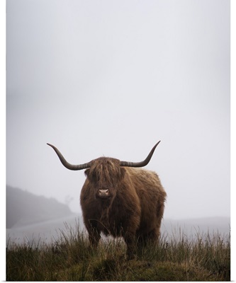 Lone Highland Cow, Isle Of Skye, Scotland