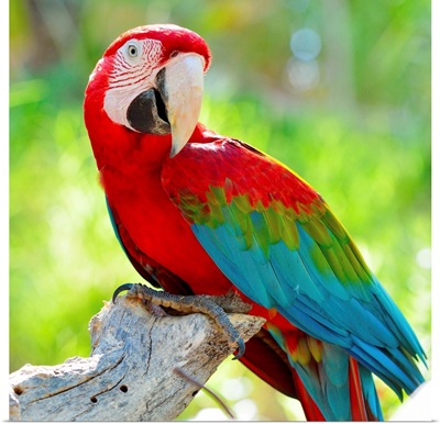 Macaw sitting on branch