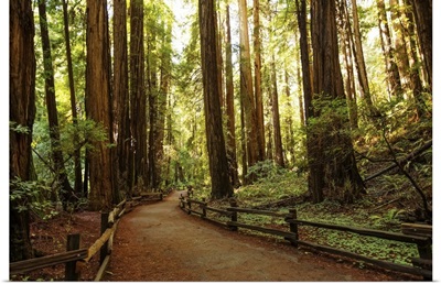 Muir Woods National Monument Near San Francisco In California