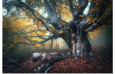 Old Magical Fairy Tree With Big Branches And Orange Leaves In Autumn