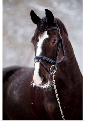 Portrait Of A Sports Horse In The Winter.