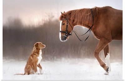 Red Horse And Dog Walking In The Field In Winter