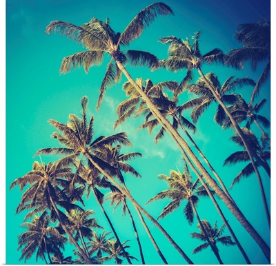 Retro Palm Trees In Hawaii