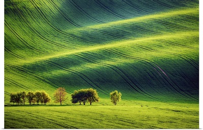 Rolling Sunny Hills With Fields And Trees, Southern Moravia, Czech Republic