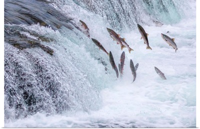 Salmon Jumping Up The Brooks Falls At Katmai National Park, Alaska
