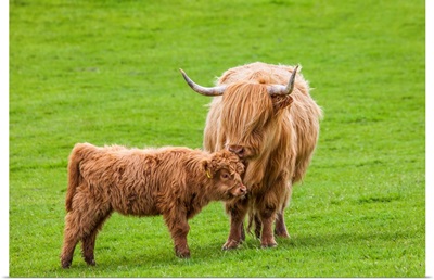 Scottish Cattle and Calf