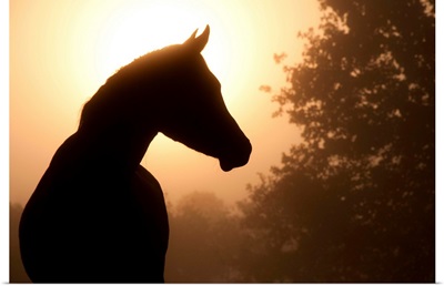 Silhouette of a beautiful Arabian horse against sun shining through heavy fog