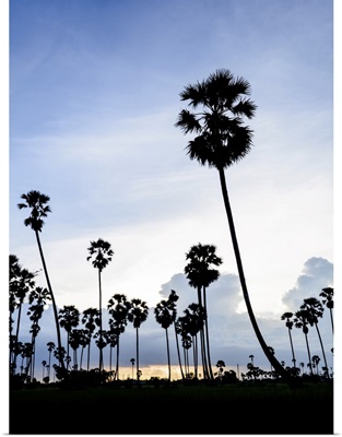 Silhouette Picture Of Sugar Palm At Sunset