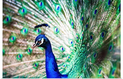 Splendid peacock with feathers out