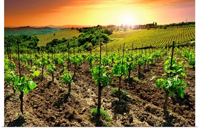 Vineyard at Sunset, Tuscany