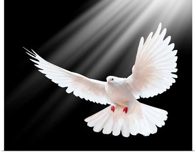 White Dove In Flight With Beams Of Light