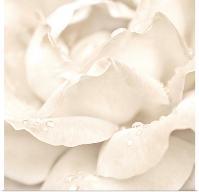 White Rose with Dew