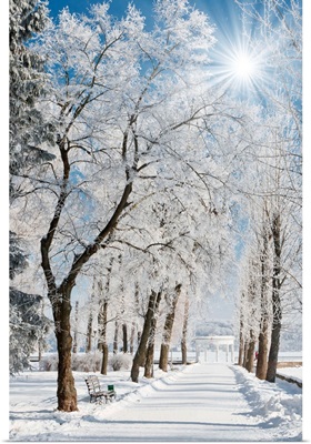 Winter landscape with snow covered row of trees