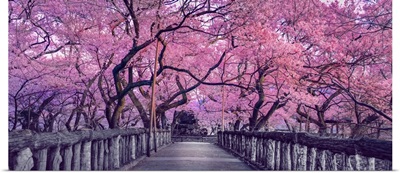 Wooden Bridge In Park, Japan, Spring Countryside With Amazing Sakura (Cherry) Blossoms