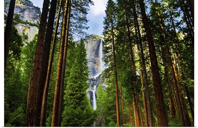 Yosemite Waterfalls Behind Sequoias In Yosemite National Park, California