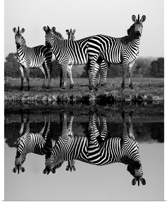 Zebras and their Reflections - black and white photograph